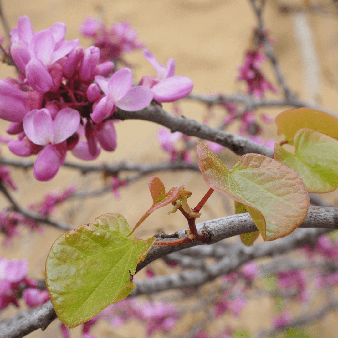 Close-up of Cerciscan Lavender Twist Flower with delicate lavender-purple twisted petals and lush green foliage, showcasing the unique spiral bloom structure.