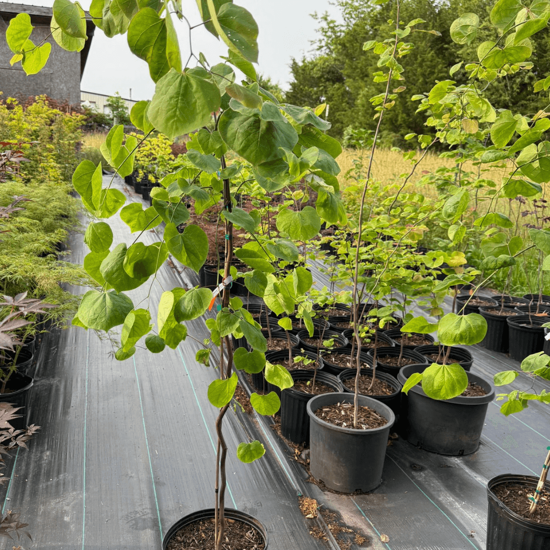 Cercis Canadensis Lavender Twist ornamental tree with twisting lavender-purple leaves, perfect for landscaping and shade gardens, hardy Eastern Redbud variety known for vibrant spring blossoms and unique foliage texture