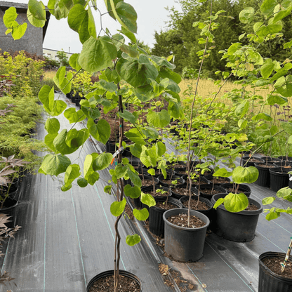Cercis Canadensis Lavender Twist ornamental tree with twisting lavender-purple leaves, perfect for landscaping and shade gardens, hardy Eastern Redbud variety known for vibrant spring blossoms and unique foliage texture