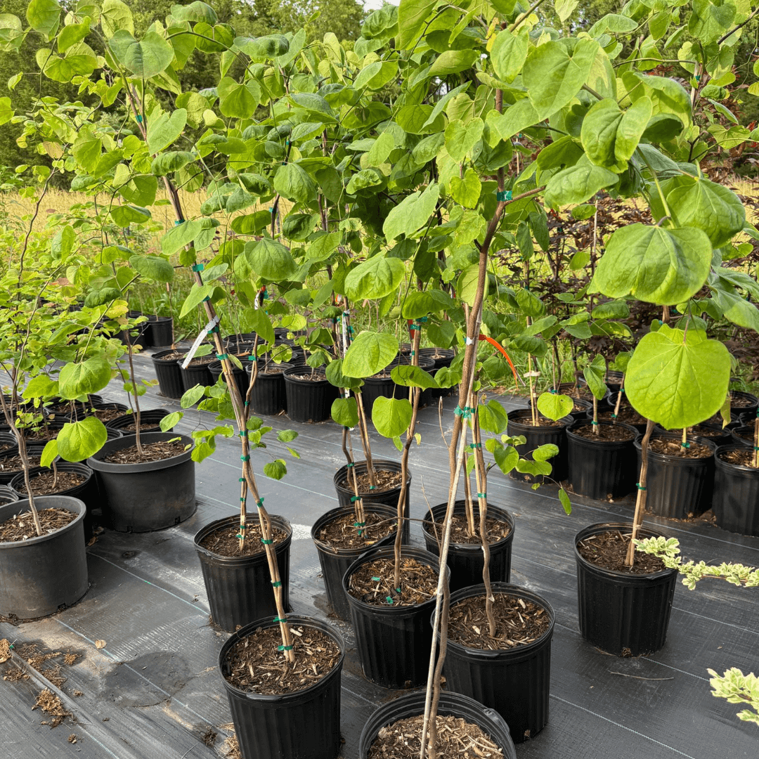 Cercis Canadensis Lavender Twist tree with cascading lavender-pink blossoms, popular ornamental semi-weeping Eastern Redbud variety for landscaping and garden decoration