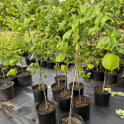 Cercis Canadensis Lavender Twist tree with cascading lavender-pink blossoms, popular ornamental semi-weeping Eastern Redbud variety for landscaping and garden decoration