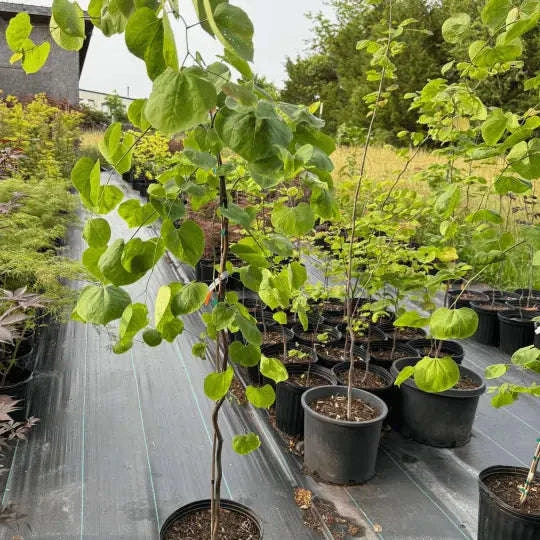 Cercis Canadensis Lavender Twist Garden Delight Center