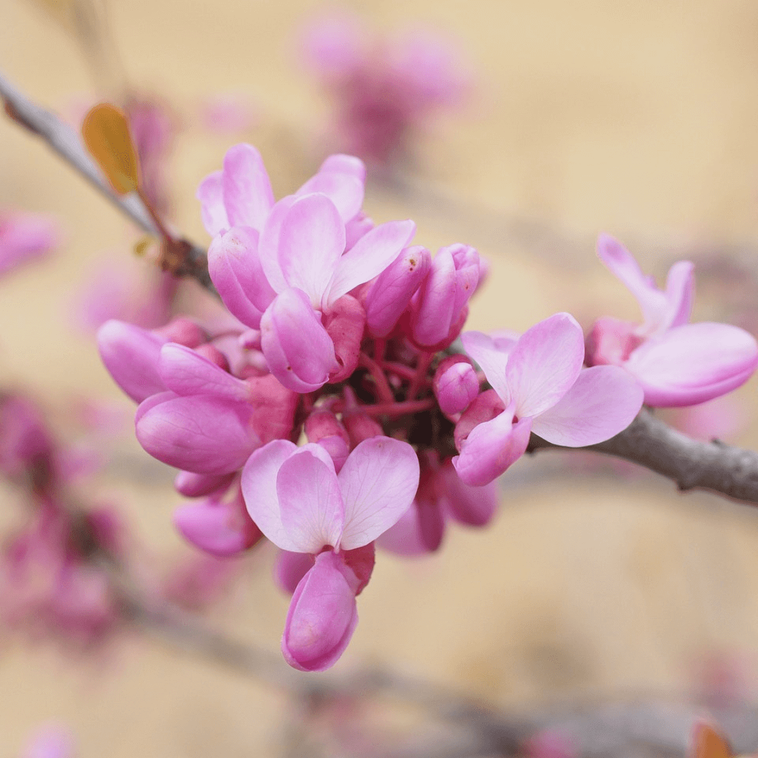 Lavender Twist Redbud tree with cascading branches and soft pink-purple spring blossoms, perfect for ornamental landscaping.