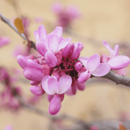 Lavender Twist Redbud tree with cascading branches and soft pink-purple spring blossoms, perfect for ornamental landscaping.