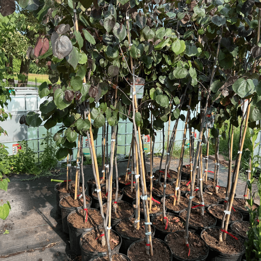 Striking deep purple leaves and vibrant spring flowers add bold color to small gardens, patios, and low-maintenance landscape designs.