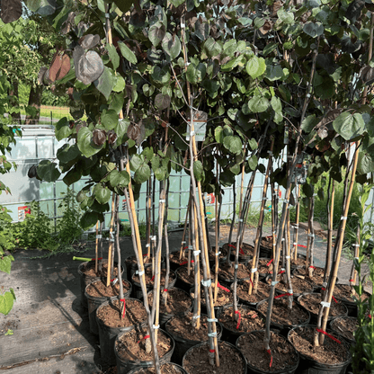 Striking deep purple leaves and vibrant spring flowers add bold color to small gardens, patios, and low-maintenance landscape designs.