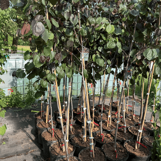 Striking deep purple leaves and vibrant spring flowers add bold color to small gardens, patios, and low-maintenance landscape designs.