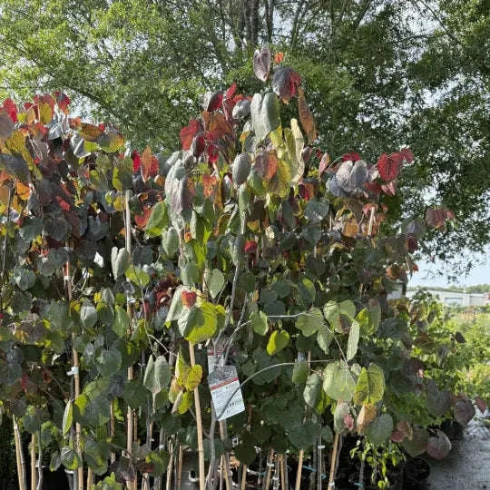 Cercis Canadensis 'Merlot' Garden Delight Center
