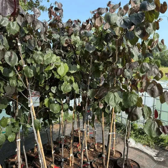 Cercis Canadensis 'Merlot' Garden Delight Center