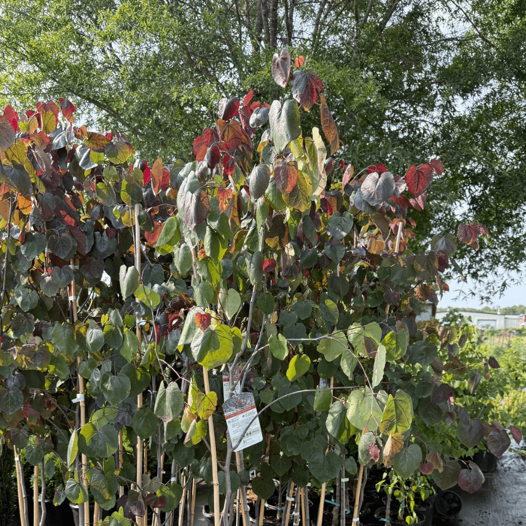 Merlot Redbud – Deep Purple Leaves with Stunning Spring Blooms