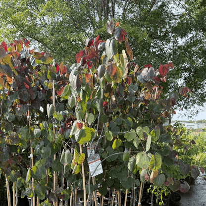 Merlot Redbud – Deep Purple Leaves with Stunning Spring Blooms