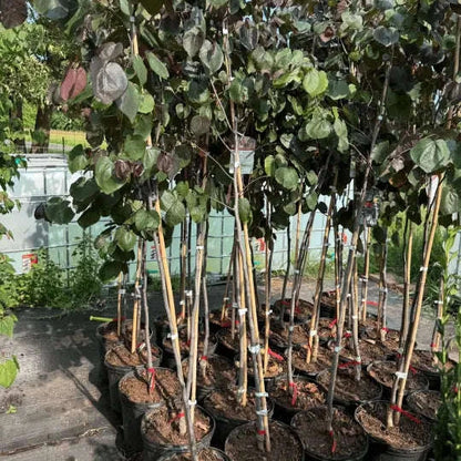 Cercis Canadensis 'Merlot' Garden Delight Center