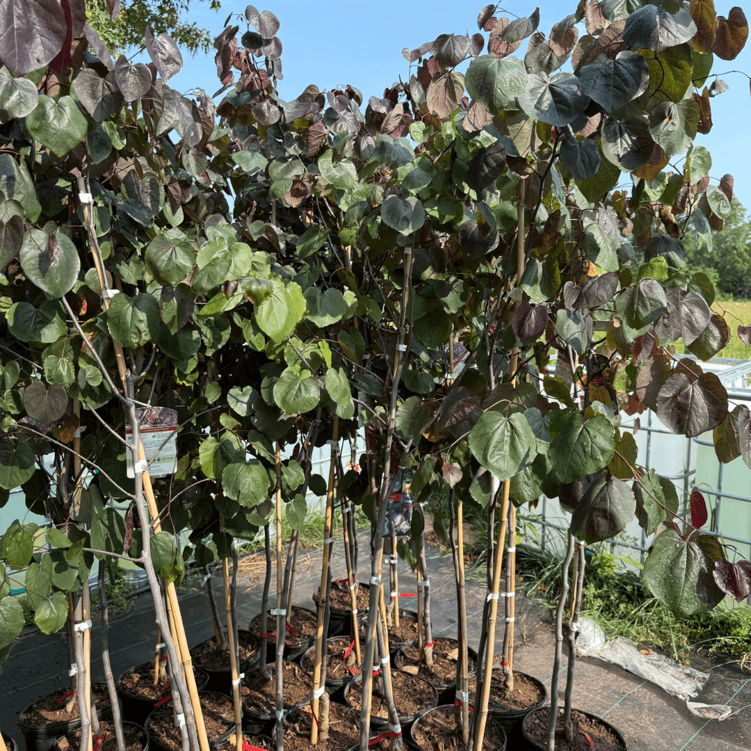 Striking deep purple leaves and vibrant spring flowers add bold color to small gardens, patios, and low-maintenance landscape designs.