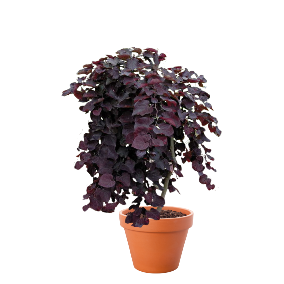 Ruby Falls Redbud tree with cascading purple-red flowers and heart-shaped leaves, perfect for ornamental landscapes.