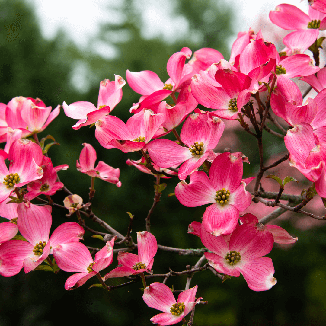 Close-up of Cherokee Chief Red Dogwood shrub showcasing vibrant red leaves and sturdy branches, a popular ornamental plant known for its striking fall color and landscape appeal