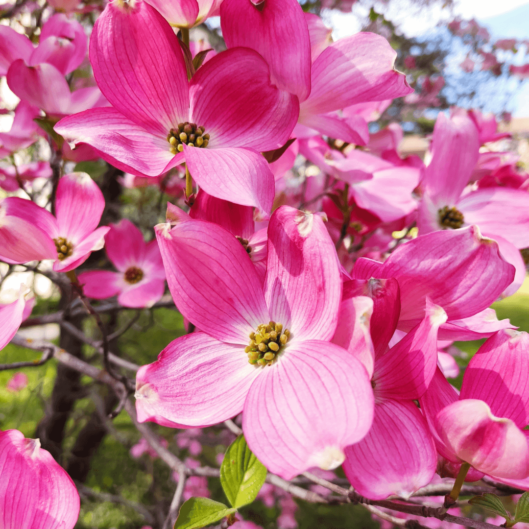 Cherokee Chief Red Dogwood tree with vibrant red blooms and dark green foliage, perfect for ornamental landscapes.