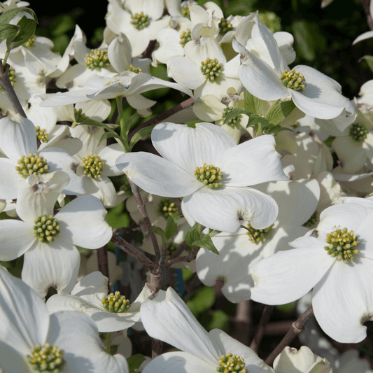 Cherokee Princess Dogwood tree with white blossoms and glossy green leaves, perfect for ornamental landscaping.