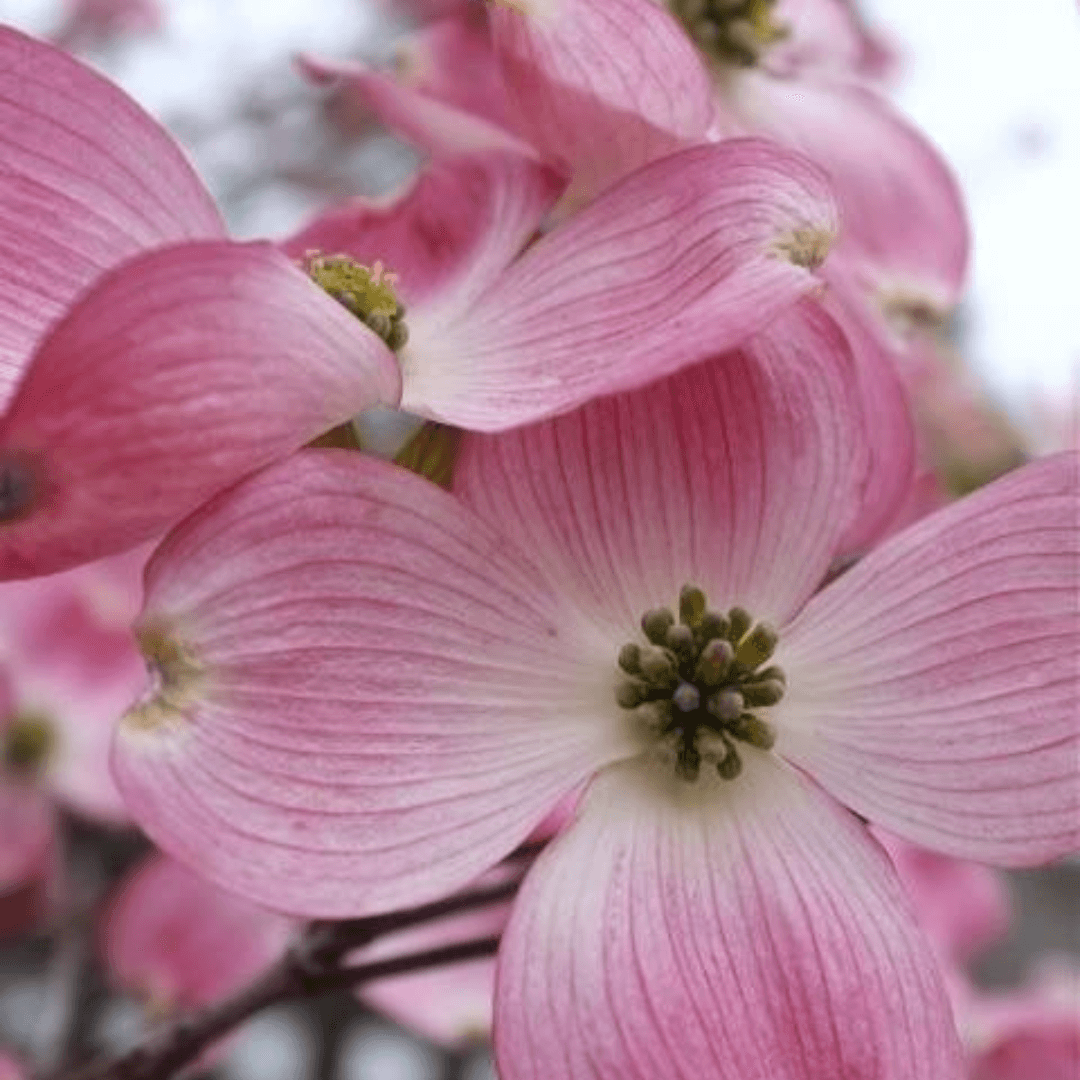 Cornus Florida Cherokee Brave flowering dogwood tree with vibrant red bracts and green leaves, popular ornamental tree known for its showy spring blooms and striking fall foliage