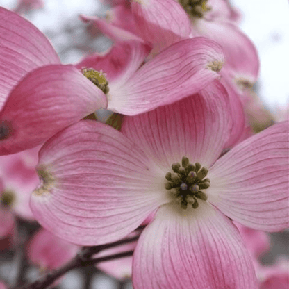 Cornus Florida Cherokee Brave flowering dogwood tree with vibrant red bracts and green leaves, popular ornamental tree known for its showy spring blooms and striking fall foliage