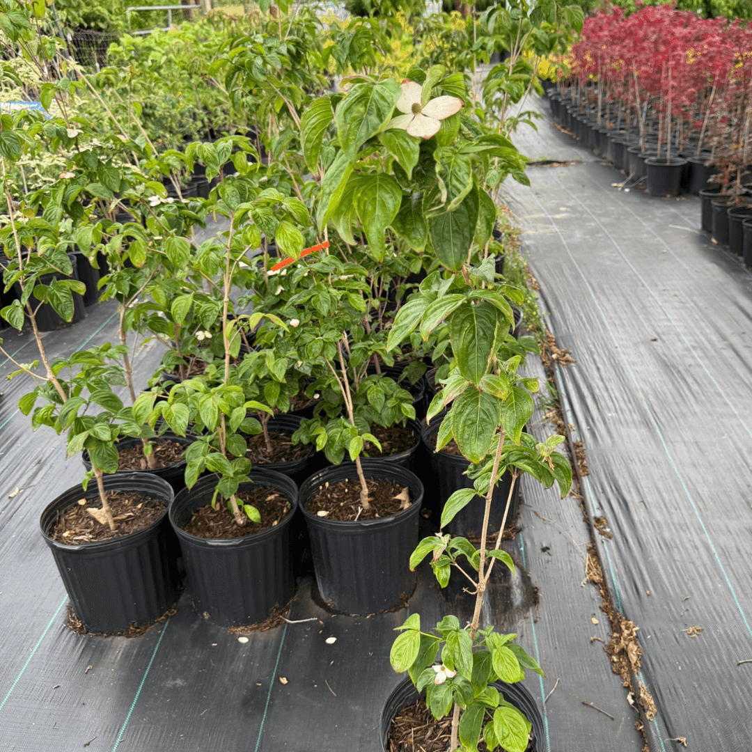 Cherokee Brave dogwood tree with vibrant pink blossoms and glossy green leaves, perfect for ornamental landscaping.