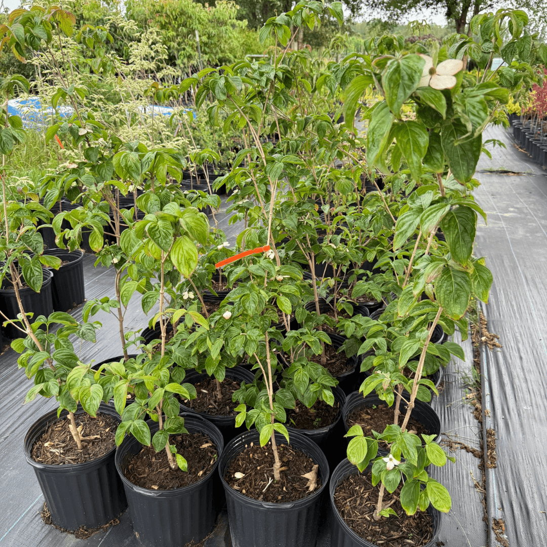 Cornus Florida Cherokee Brave flowering dogwood tree showcasing vibrant white blossoms and bright red berries, perfect for ornamental landscaping and wildlife gardens, a hardy and disease-resistant variety ideal for temperate climates
