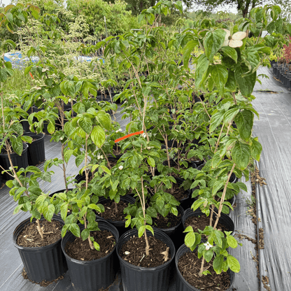 Cornus Florida Cherokee Brave flowering dogwood tree showcasing vibrant white blossoms and bright red berries, perfect for ornamental landscaping and wildlife gardens, a hardy and disease-resistant variety ideal for temperate climates