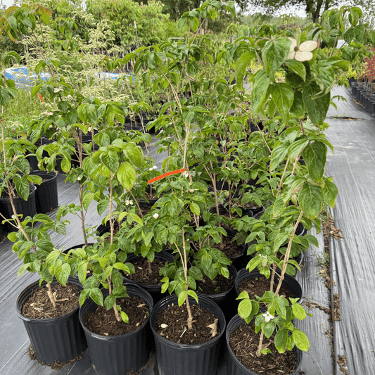 Cornus Florida Cherokee Brave flowering dogwood tree showcasing vibrant white blossoms and bright red berries, perfect for ornamental landscaping and wildlife gardens, a hardy and disease-resistant variety ideal for temperate climates