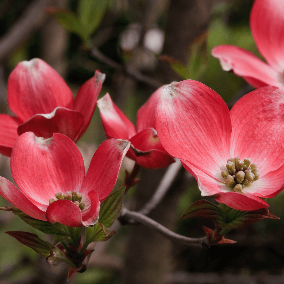 Ragin Red Dogwood tree with vibrant red flowers and striking foliage, perfect for adding color to your landscape.