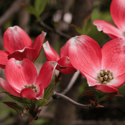 Ragin Red Dogwood tree with vibrant red flowers and striking foliage, perfect for adding color to your landscape.