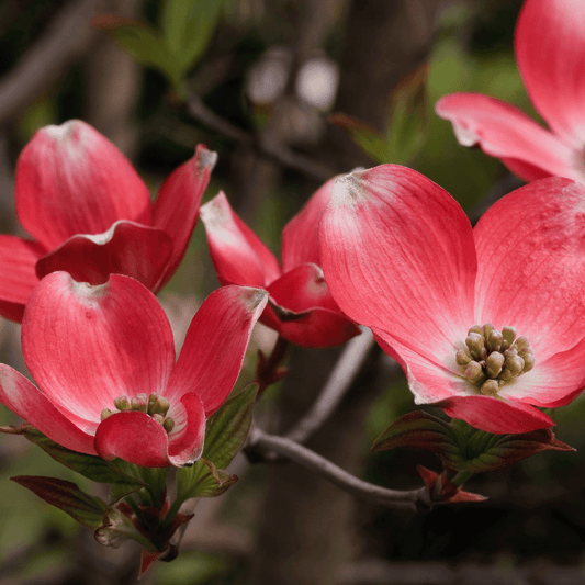 Ragin Red Dogwood tree with vibrant red flowers and striking foliage, perfect for adding color to your landscape.