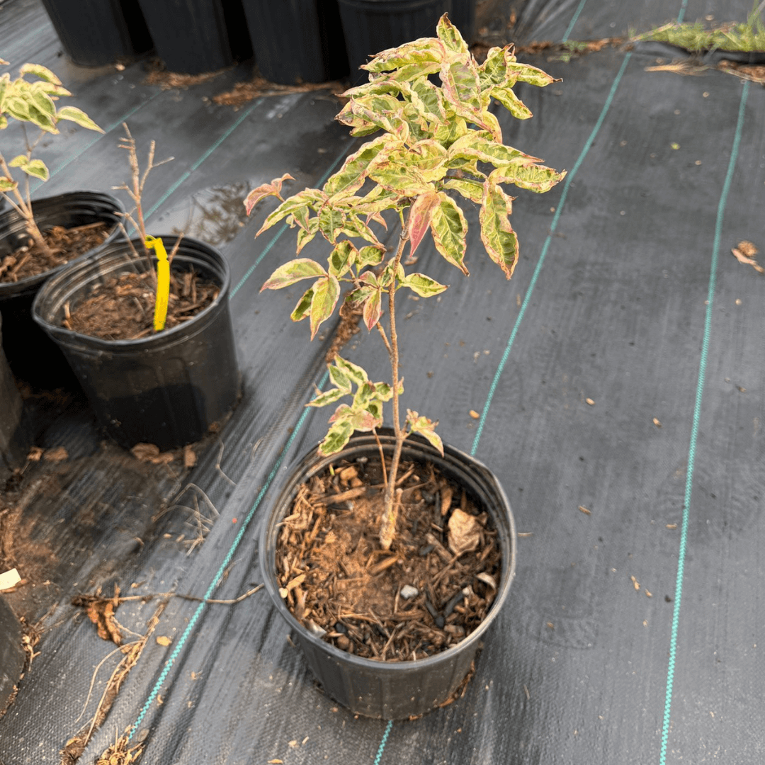 Variegated Chinese Flowering Dogwood tree with creamy white and green foliage and delicate white blossoms, perfect for ornamental landscaping.
