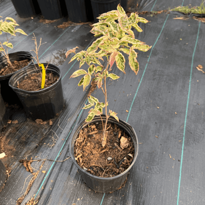 Variegated Chinese Flowering Dogwood tree with creamy white and green foliage and delicate white blossoms, perfect for ornamental landscaping.