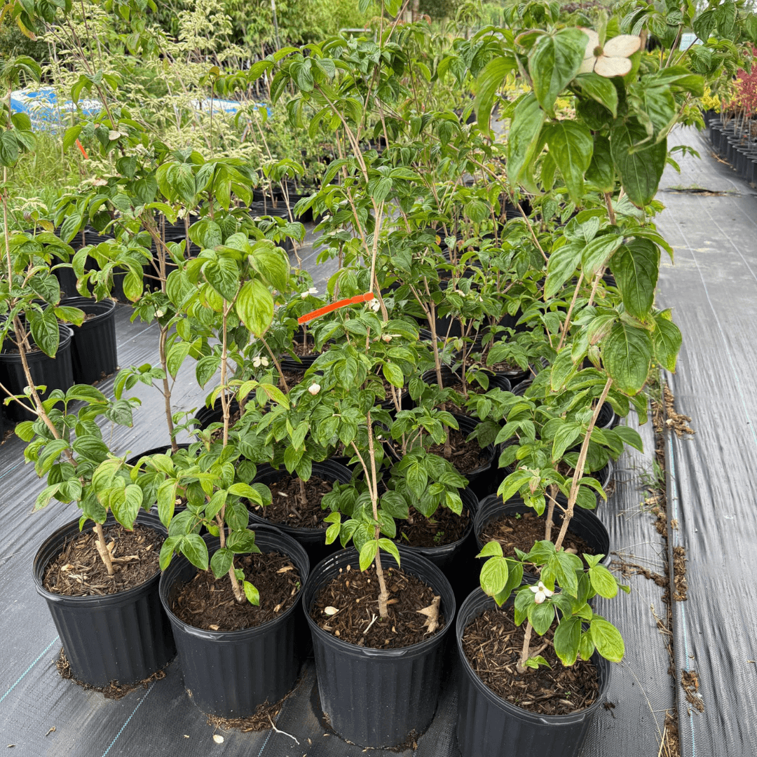Cornus kousa 'Satomi' Garden Delight Center