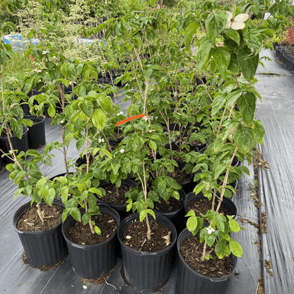 Cornus kousa 'Satomi' Garden Delight Center