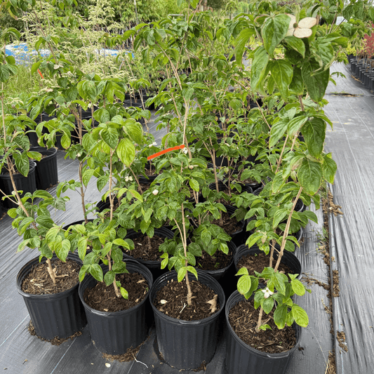 Cornus kousa 'Satomi' Garden Delight Center