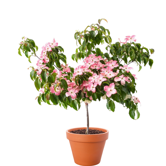 Cornus kousa 'Satomi' tree with soft pink star-shaped blooms and lush green foliage, perfect for ornamental landscapes.