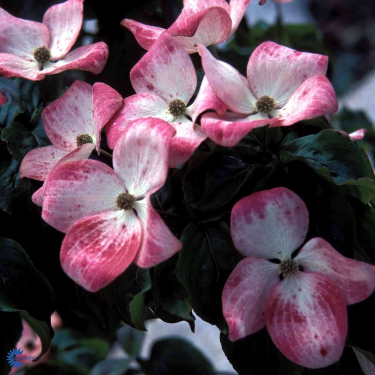 Close-up of Cornus kousa 'Satomi' flower with white petals and pink edges, showcasing its unique star-shaped bloom on a green leafy background