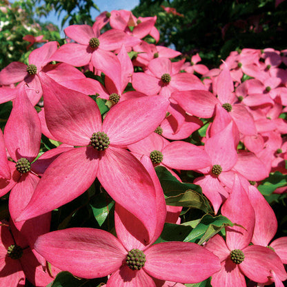 Scarlet Fire Dogwood tree with vibrant pink to reddish blooms and lush green foliage, perfect for ornamental landscapes.