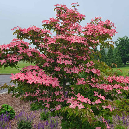 Cornus kousa Scarlet Fire tree with vibrant red autumn foliage and white star-shaped flowers, showcasing its ornamental beauty and unique layered bark.