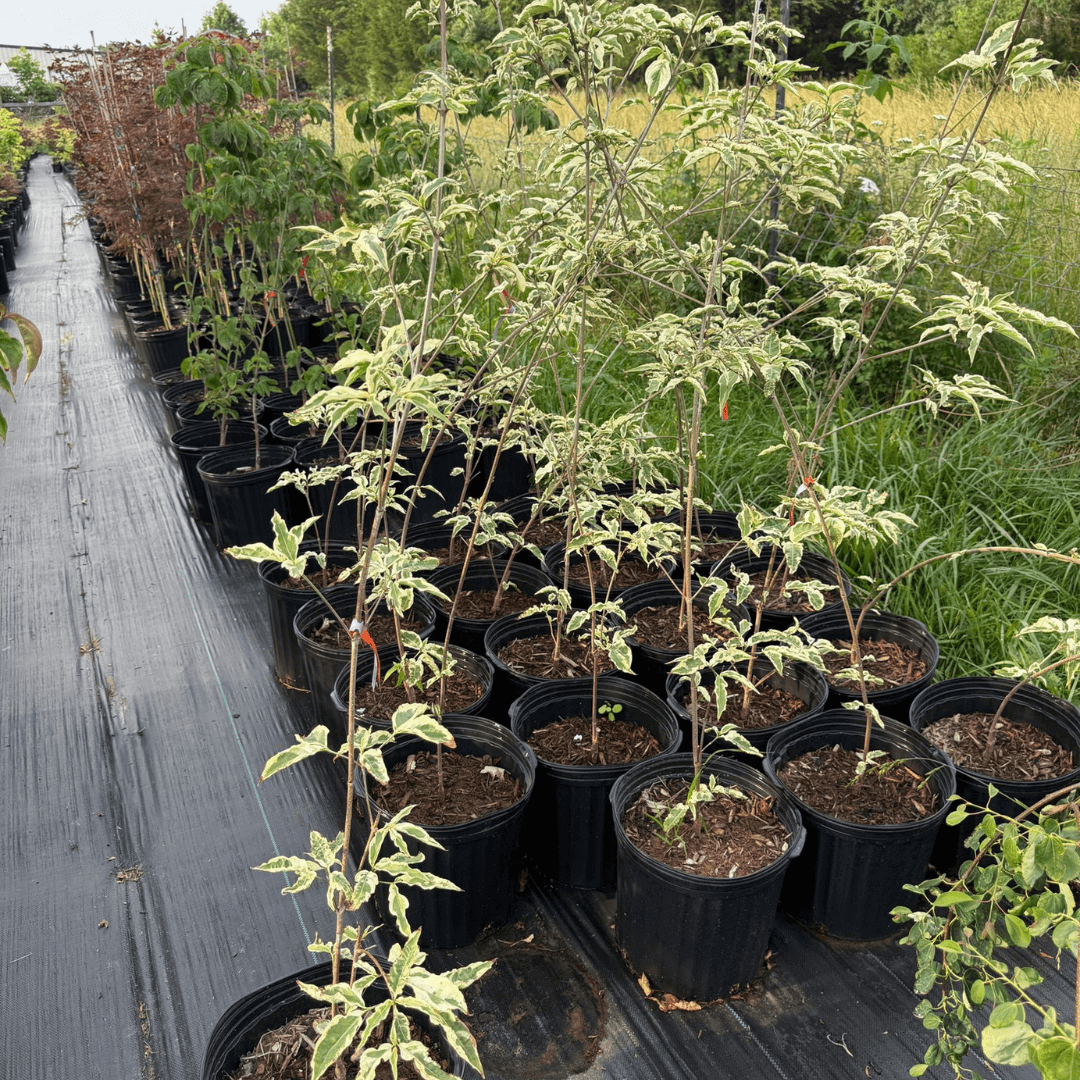 Cornus kousa Summer Fun plant with vibrant green leaves and white summer flowers, ornamental dogwood tree variety ideal for landscaping and garden decoration