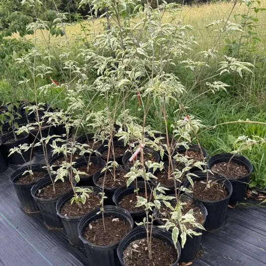 Cornus kousa 'Summer Fun' Garden Delight Center