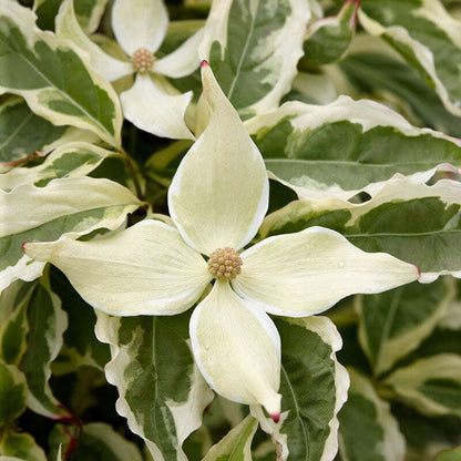 Cornus kousa 'Summer Fun' tree with variegated green and white leaves and star-shaped white flowers, perfect for ornamental landscapes.