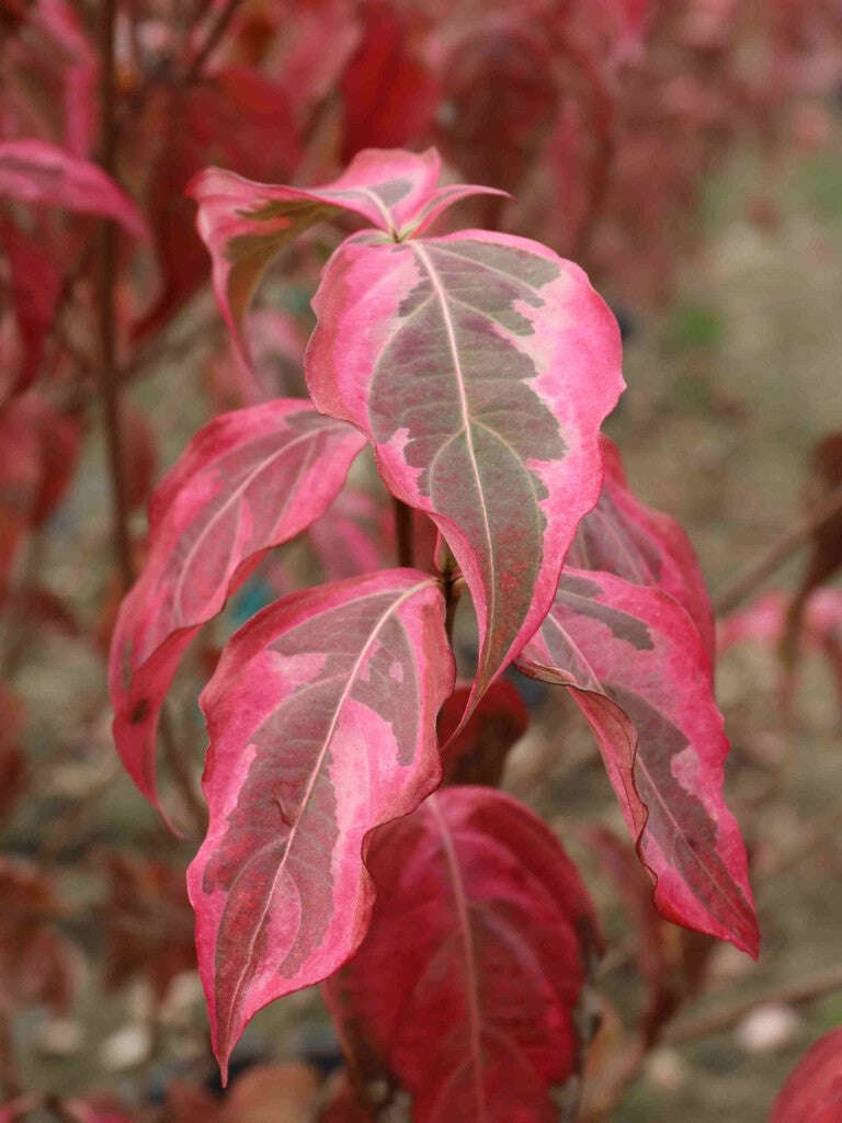 Cornus kousa Summer Fun plant with vibrant green leaves and white summer flowers, ornamental dogwood tree variety ideal for landscaping and garden decoration