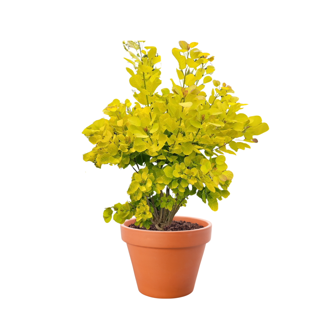 Golden Spirit Smokebush with vibrant golden-yellow foliage, adding bold color and texture to garden landscapes.
