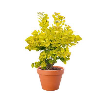 Golden Spirit Smokebush with vibrant golden-yellow foliage, adding bold color and texture to garden landscapes.