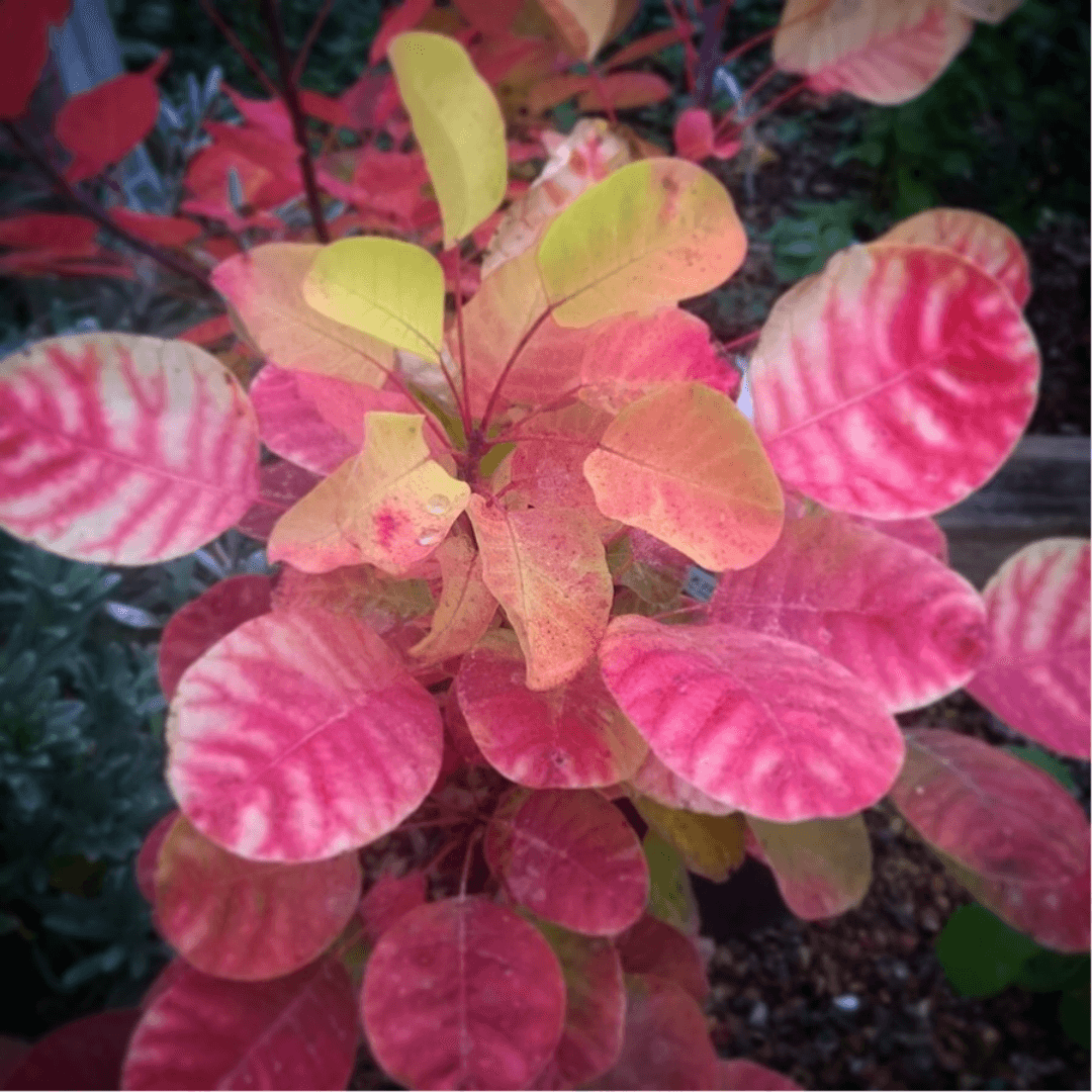 Cotinus coggygria Golden Spirit smoke bush with vibrant golden-yellow foliage and airy, smoky pink flower clusters, showcasing its ornamental beauty in a garden setting