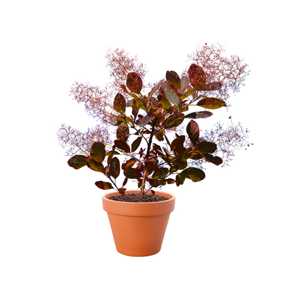 Cotinus coggygria 'Royal Purple' (Royal Purple Smokebush) Garden Delight Center