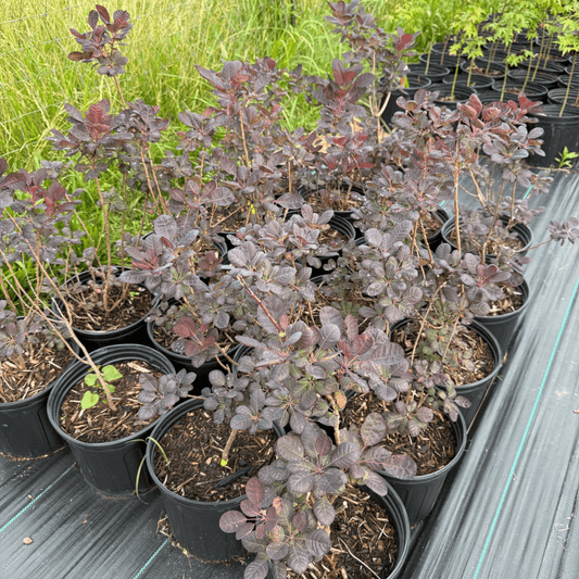 Royal Purple Smokebush with vibrant deep purple foliage, hardy ornamental shrub perfect for landscaping and garden privacy screens, drought-tolerant smokebush variety adding color and texture to outdoor spaces