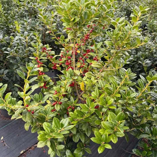 Dwarf Burford Holly Garden Delight Center
