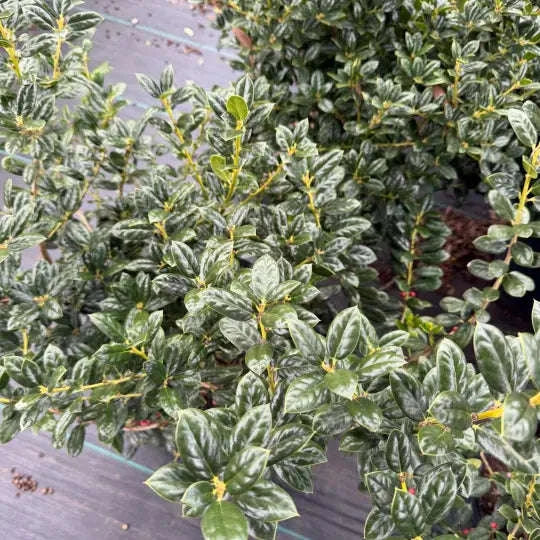 Dwarf Burford Holly Garden Delight Center